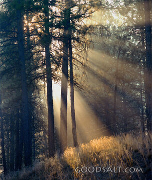 Forest Rays