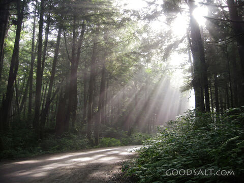 Forest Rays