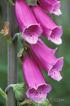 Foxgloves