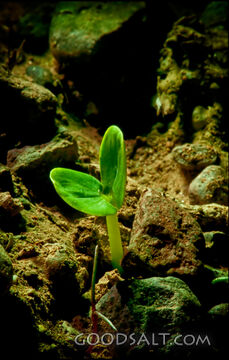 Fresh Growth, New Start