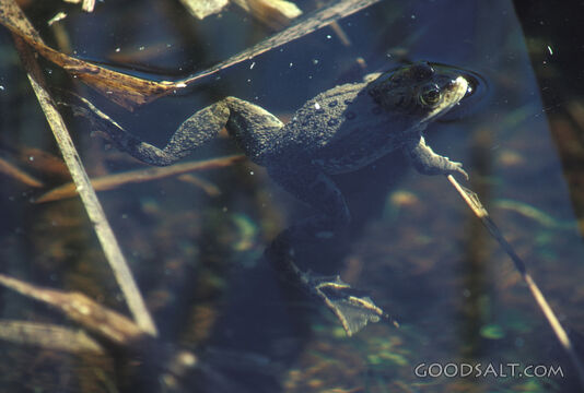 Frog in Water