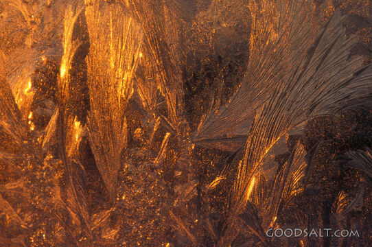 Golden hoar frost on glass