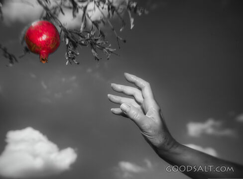 Fruit of the Vine