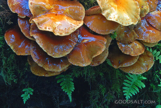 Fungus Reflecting Blue Sky