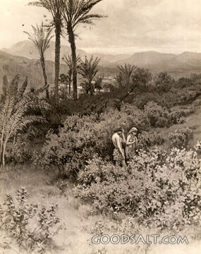 Garden of Eden