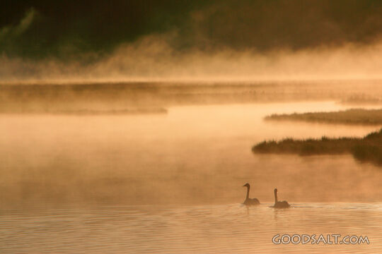 Geese in the Mist