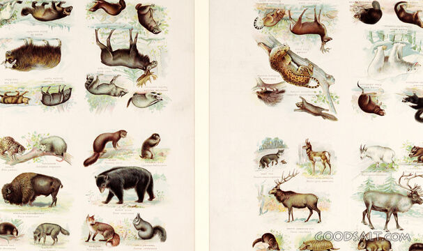 Genus and Species of Forty Animals