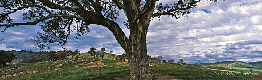 Gnarly Tree With Grassy Hills
