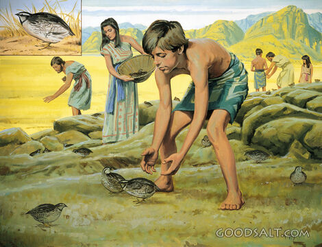 God Provides for the Israelites