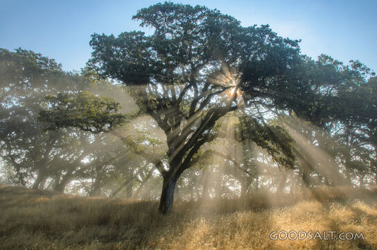 God Rays Through the Oak Trees