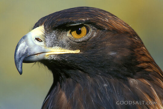 Golden Eagle Close-Up Head