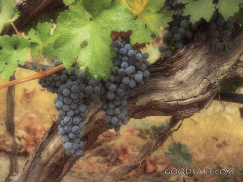 Grape Harvest