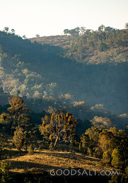 Grassy, yellow sunlit hills of rich valley with scattered trees.