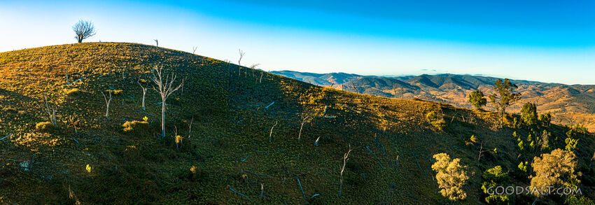 Grassy, yellow sunlit hills of rich valley with scattered trees.