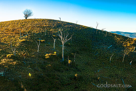 Grassy, yellow sunlit hills of rich valley with scattered trees.