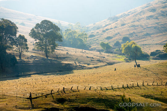Grassy, yellow sunlit hills of rich valley with scattered trees.