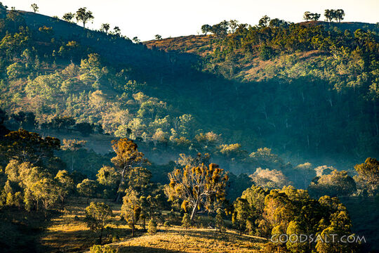 Grassy, yellow sunlit hills of rich valley with scattered trees.