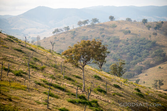 Grassy, yellow sunlit hills of rich valley with scattered trees.