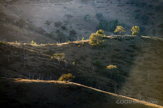Grassy, yellow sunlit hills of rich valley with scattered trees.