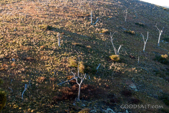 Grassy, yellow sunlit hills of rich valley with scattered trees.