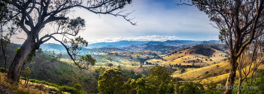 Grassy, yellow sunlit hills of rich valley with scattered trees.