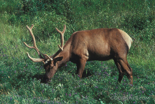 Grazing Elk