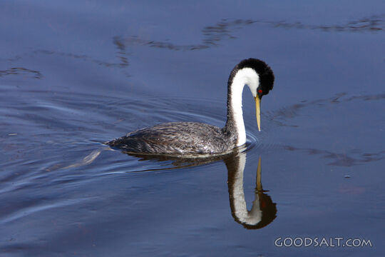 Grebe Reflected