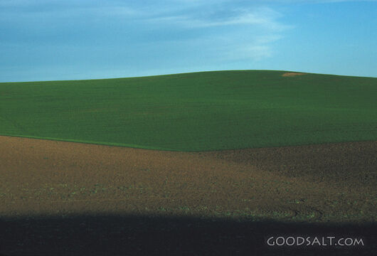 Green Hillside