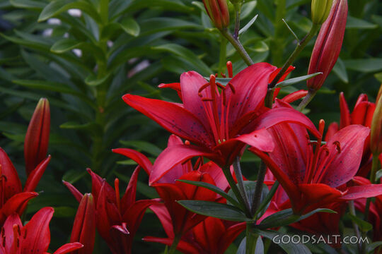 Group of Red Flowers