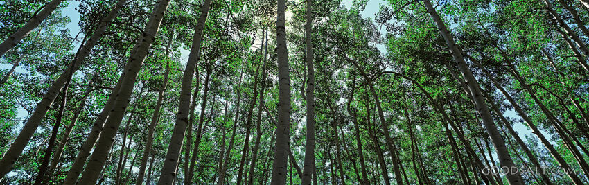 Grove of Trees