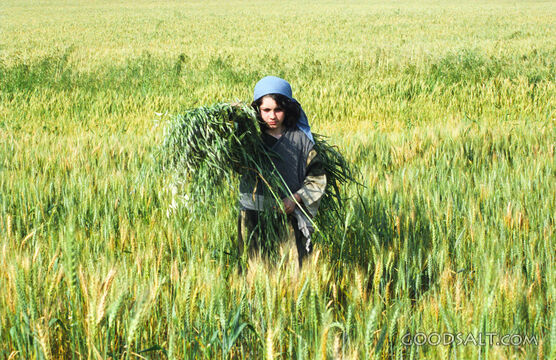 Harvest