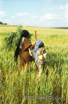 Harvest