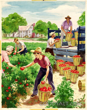 Harvesting Tomatoes