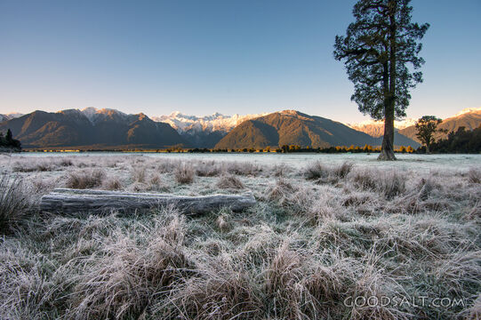 Heavy frost on long grass.
