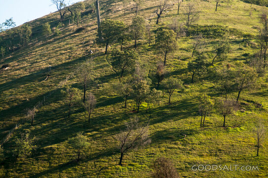 Hilly farmland with great skies and scattered trees.