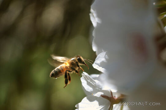 Honey Bee Hovering