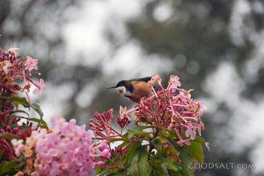 Honeyeater on Flowers