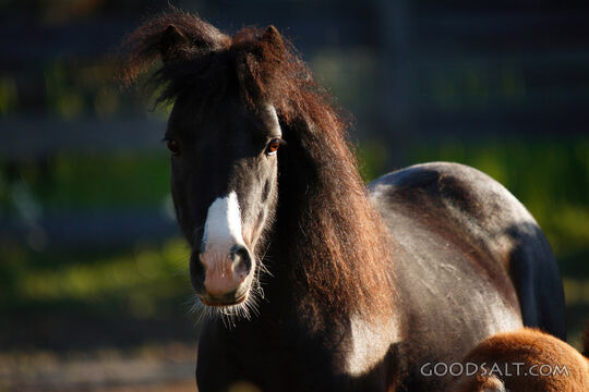 Horse Face