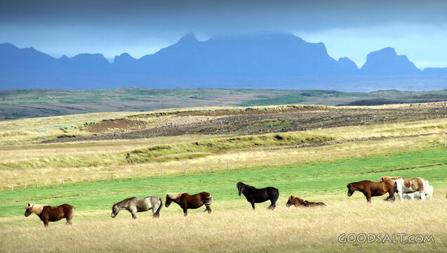 Horses and Mountains