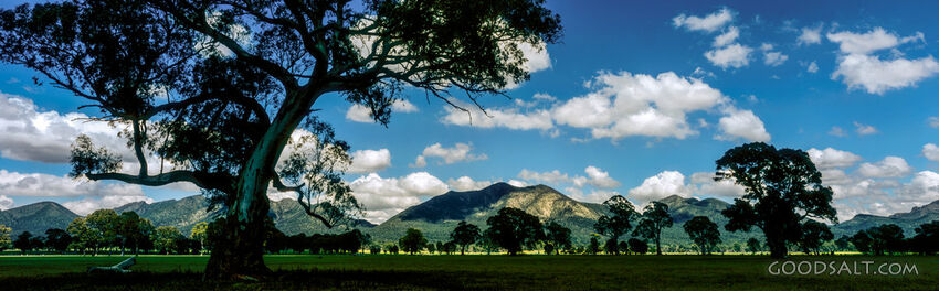 huge trees in landscape