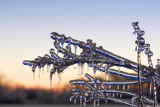 Icy Branch