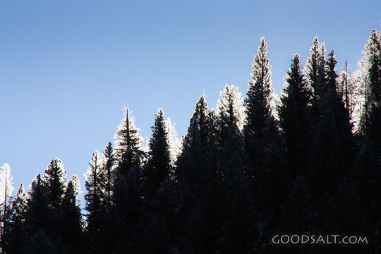 Icy Tree Silhouette