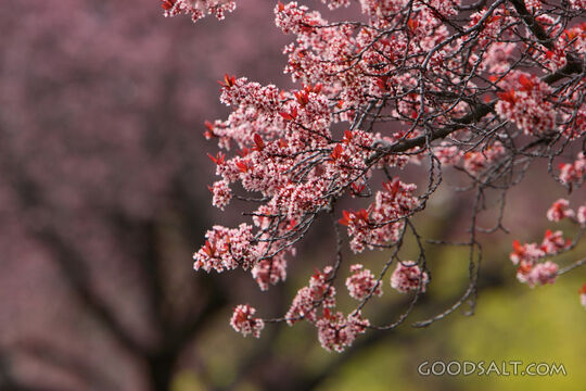 IDAHO. Boise. Close-up of pink flowering trees (variety unkn