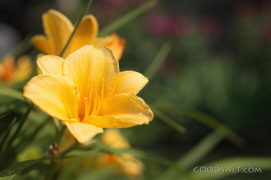 IDAHO. Boise. Yellow Daylily &quot;Stella d&#039;Oro&quot;, home garden in 