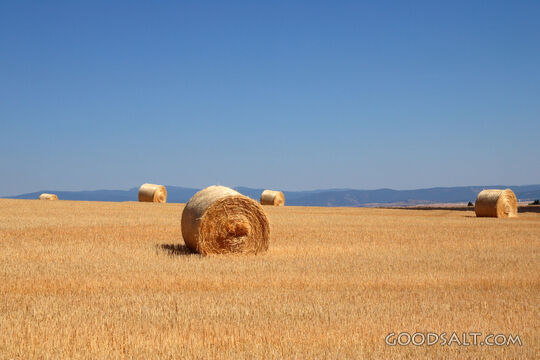 IDAHO. Cottonwood. Hay bales along highway 95 in late summer