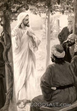 Jesus the True Vine