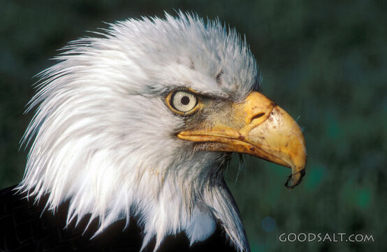 A close-up of an eagle&#039;s face.