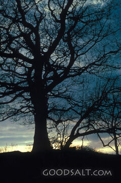 Winter Tree at Dawn