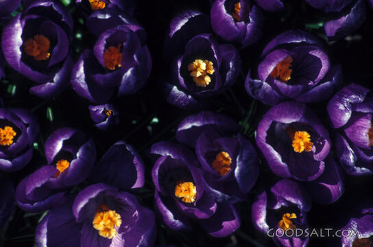 purple tulips
