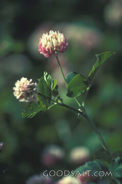 Clover Blossoms in Morning Light